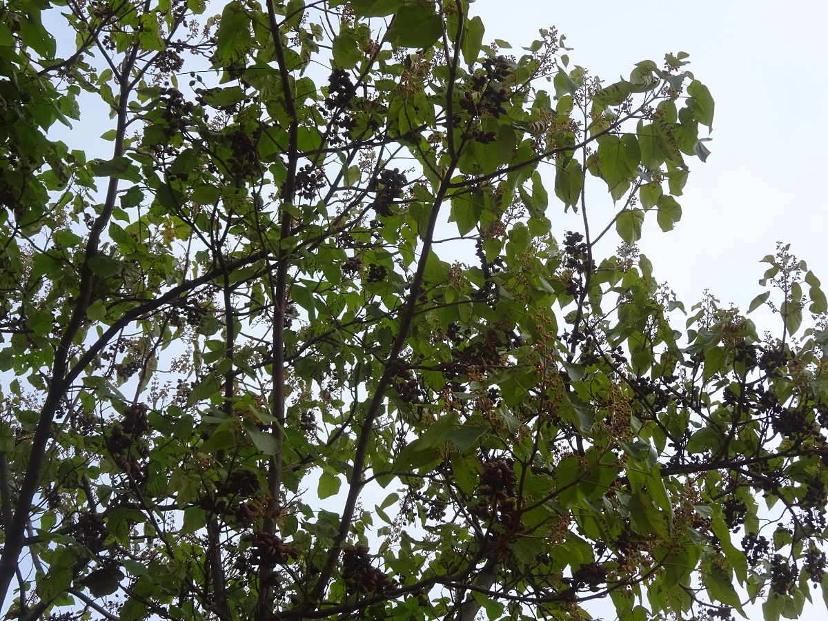 Paulownia tomentosa (Paulowniaceae)